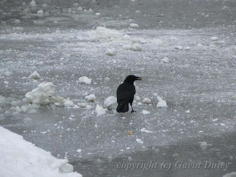 Crow meets ice, Winter, Hampstead Heath P1070603.JPG